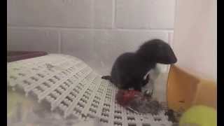 Baby Mink