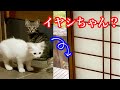 ご飯食べに来てたキジトラ子猫が成長して久しぶりに顔を出した？！