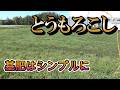 とうもろこしの基肥はシンプルに低予算でまく