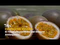 Cultivo de Gulupa: El Tesoro Exportador del Oriente Antioqueño - TvAgro por Juan Gonzalo Angel