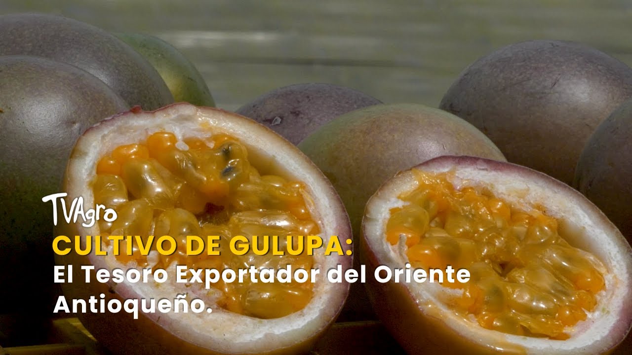 Cultivo de Gulupa: El Tesoro Exportador del Oriente Antioqueño - TvAgro por Juan Gonzalo Angel
