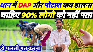 धान में डीएपी और पोटाश खाद कब डालना चाहिए 90% किसान नहीं जानते | Dhan ki kheti | Dhan ki top variety