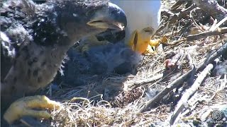 2017\/05\/06 10h22m Decorah NN~Breakfast for the eaglets~