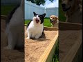 The Cat Played The Victim... The Dog Got Blamed. 🙄 #cat #anmals #funnyanimal #funnycat
