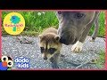 Three Cute Baby Raccoons Are Saved — By A Dog! | Dodo Kids: Rescued!