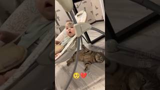 Try Not Cry 💔❤️‍🩹 #animalsad #shortvideo #cat #animals