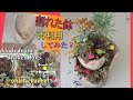 【多肉植物】割れた鉢をリサイクル