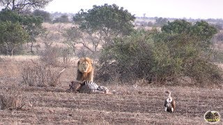 Watch The Strength Of Lions - The King Of The Wild