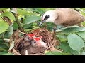 The Mother birds takes care of 2 babies in a clean bird nest [ Review Bird Nest ]