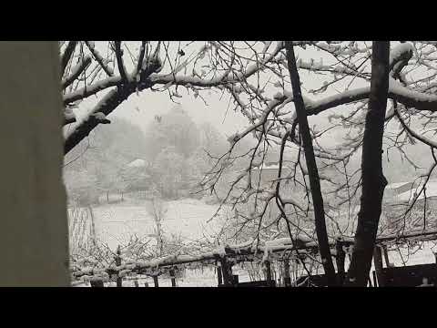 ბარდნის