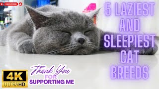 The 5 Laziest and Sleepiest Cat Breeds