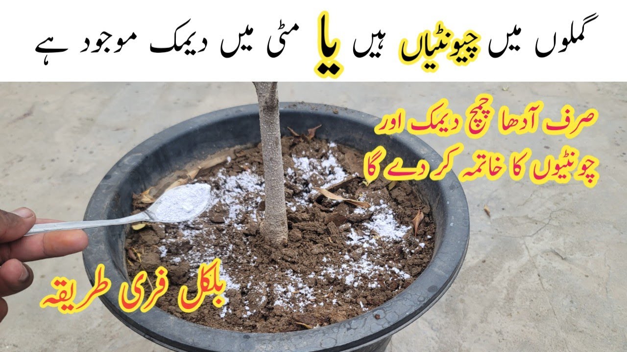 Free home remedy for ants and termites || پودوں سے چونٹیاں اور دیمک کیسے ختم کریں ۔