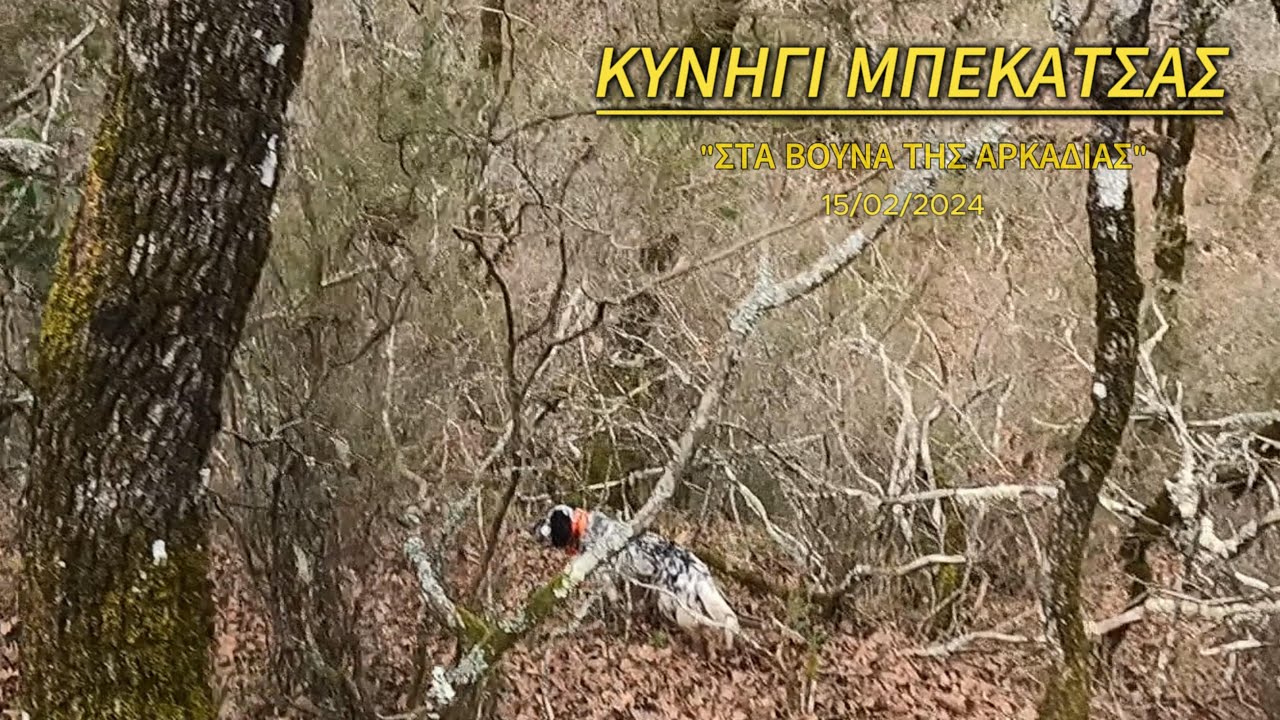ΚΥΝΗΓΙ ΜΠΕΚΑΤΣΑΣ ΣΤΑ ΒΟΥΝΑ ΤΗΣ ΑΡΚΑΔΙΑΣ