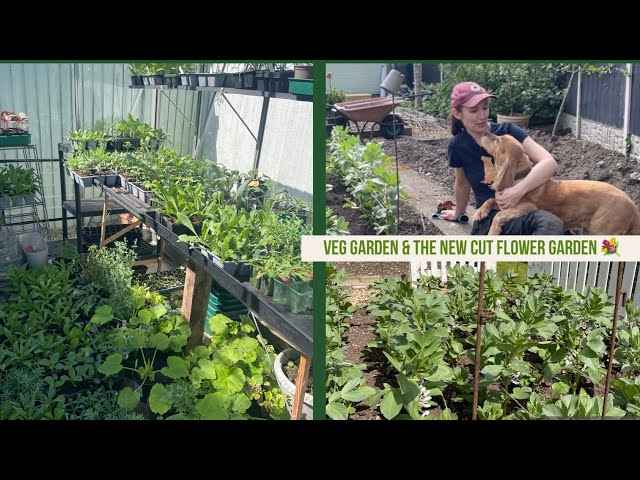 Vegetable garden and starting a cut flower garden class=