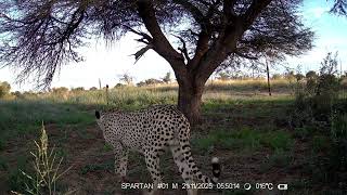 More trail camera footage from the FRCC