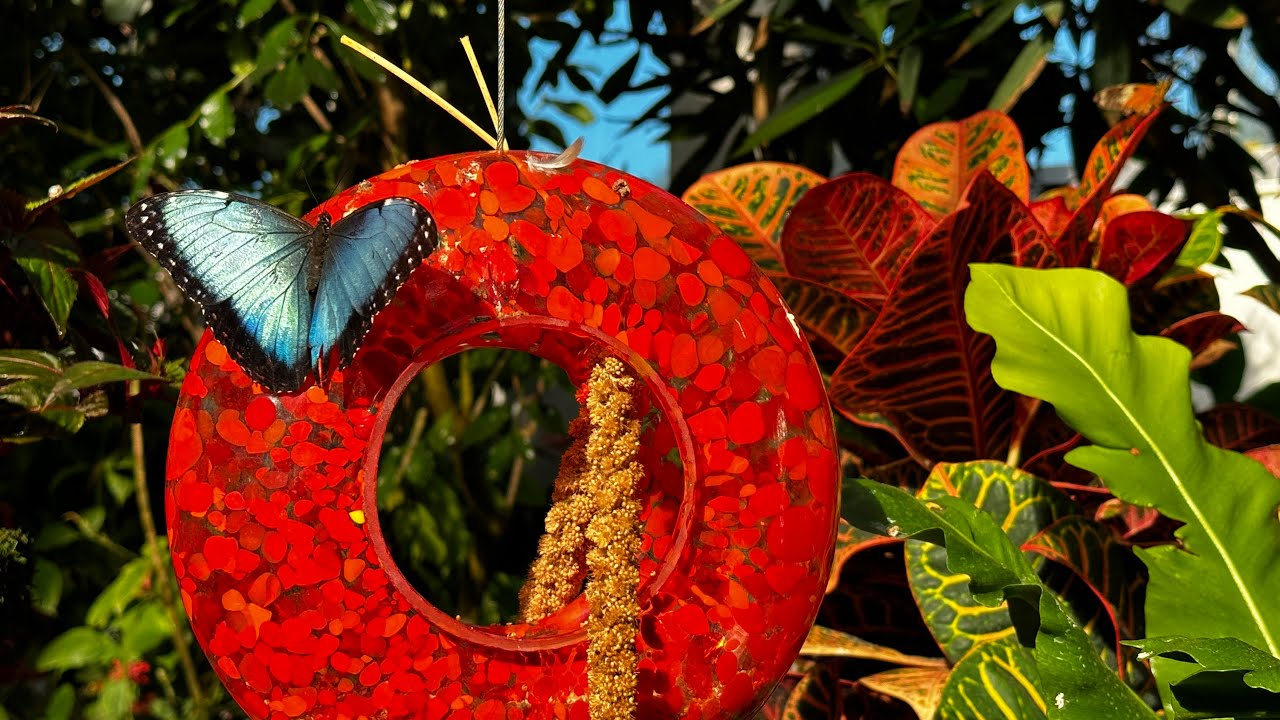 3 minutes with butterflies in Key West