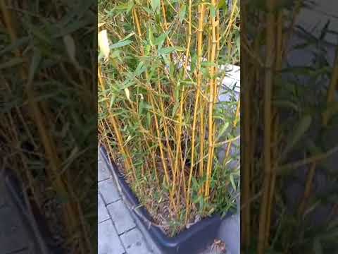 Видео: Можно ли выращивать phyllostachys aurea в горшках?