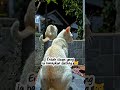Hanya 8 Detik, Tapi Kisah Kucing Ini Menyentuh Hati Jutaan Orang ❤️