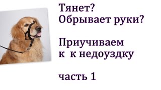 Как приучить собаку к недоуздку Как приучить собаку к недоуздку