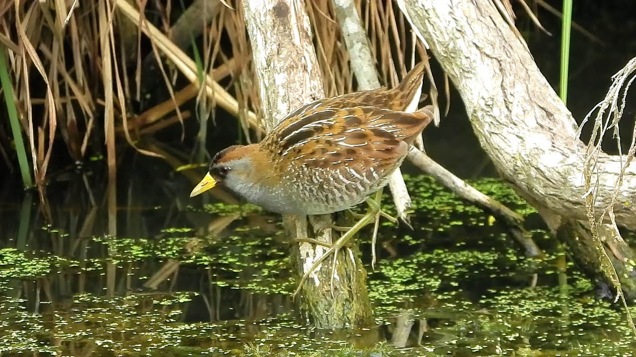 Sora - Pat O'Neil's Video Bird IDs