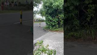 Unexpected guest at Palawan Beach #peacock #palawanbeach #sentosaisland #singapore