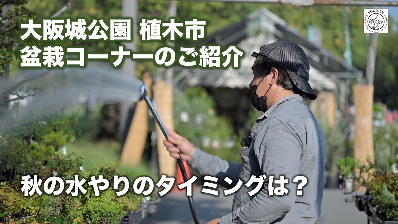 22 秋の植木市 大阪城公園 盆栽コーナーの紹介 水やりについて Youtube