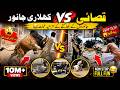 Anari Qasaj VS khladi Qurbani janwar😝😂| Most Funny Moments of Qurbani Janwar |Qurbani Funny Video