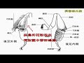 安奎蜜蜂專書《與蜜蜂共舞》微電影02_掃描電顯下的蜜蜂