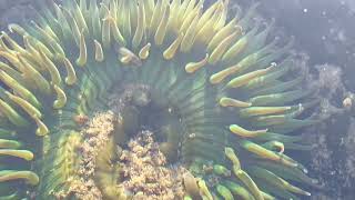 Corals at Coral Beach in LA