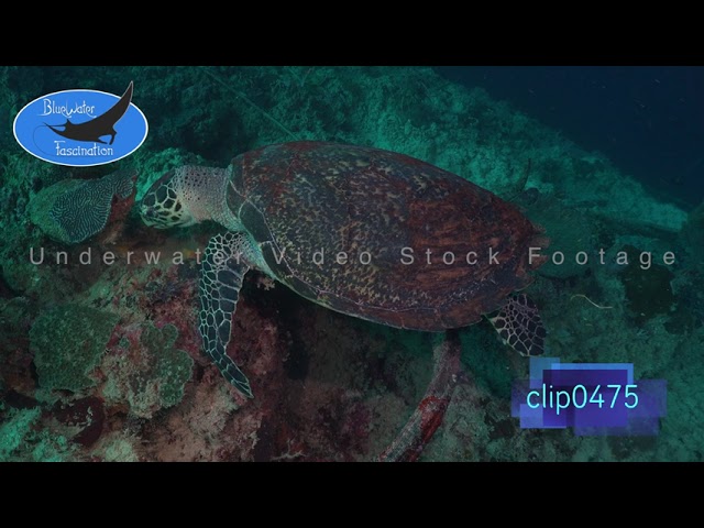 0475_Hawksbill turtle feeding on sponge, 4K Underwater Royalty Free Stock Footage.