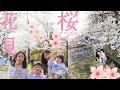 【2026お花見🌸】44歳3児のシングルマザーの春休み☘️