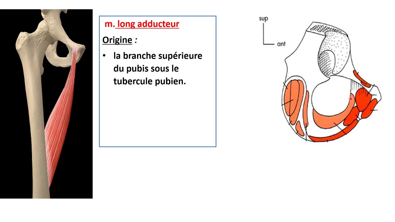 Les muscles de la cuisse