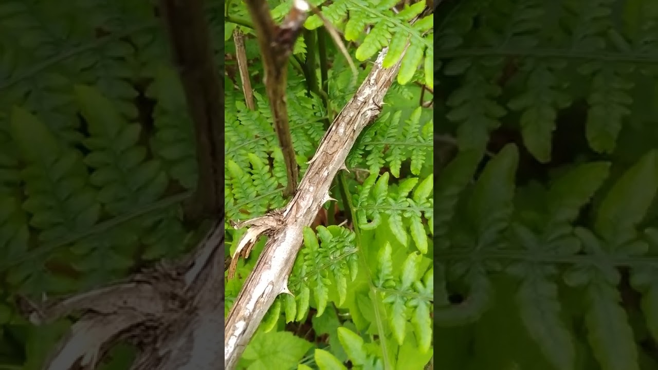 How to say thorn, speaking indigenous Abenaki Language. Astawat 