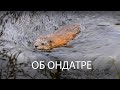 Об ондатре