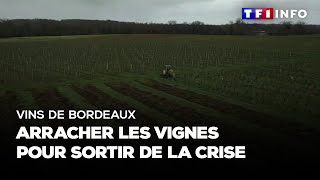 Vins de Bordeaux : arracher les vignes pour sortir de la crise