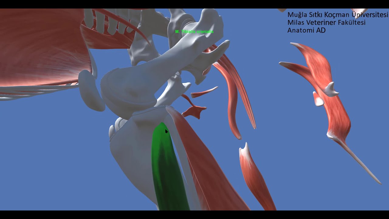 Arka Bacak Kasları, Musculi Membri Pelvini