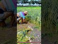 Manual Garlic Harvesting : How Farmers Pull Fresh Bulbs from Wet Soil