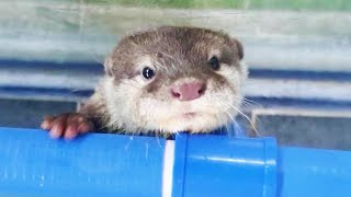 The baby otter swims in a big pool for the first time.