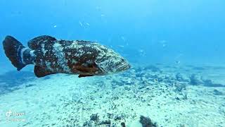 Drift Diving with Jupiter Dive Center 7/22/26
