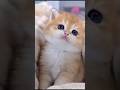 wait for it 🥰 #catsoftiktok #funnycats #viral #fyp