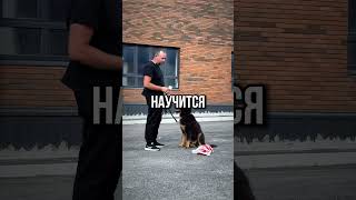 Как научить собаку носить сумки  #АлексейСаламатин #собака #кинолог #суперсобака #стерлитамак