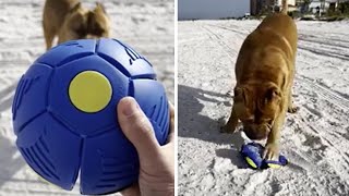 GIANT Pitbull playing with his new “beach ball” 🦁