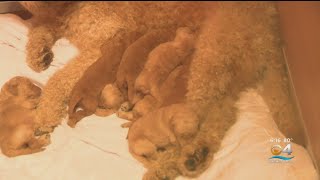 Golden Doodles rescued from home