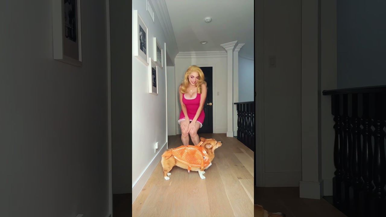 The life of a Cosplay Dog #americandad #corgi #francinesmith #halloween #halloweencostume