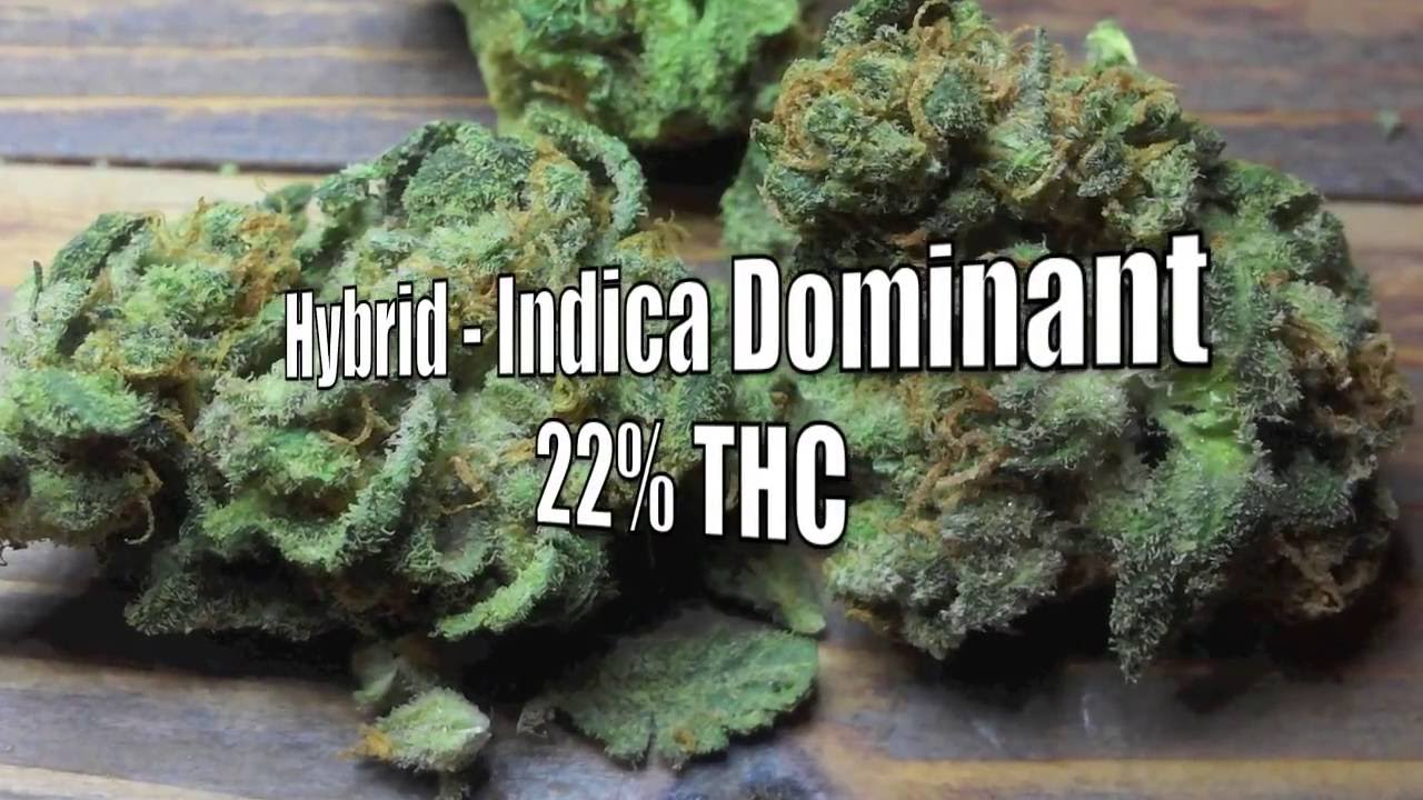 White Russian Review * Strain * Weed * Cannabis *