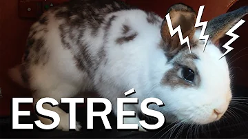 ¿Cómo actúa un conejo estresado?