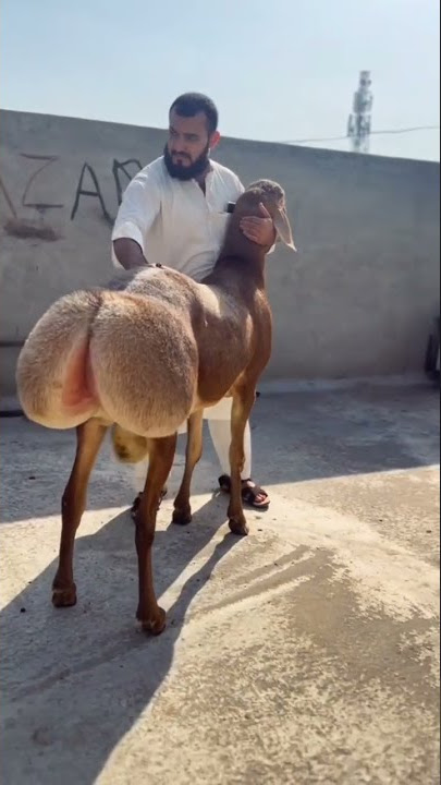 turkey dumba beauty Pakistan #turkey #shortvideo
