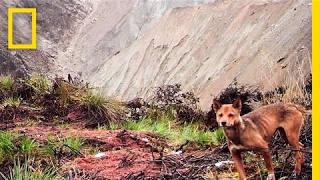 Ancient Wild Dog Population Feared Extinct, Now Captured on Camera | National Geographic