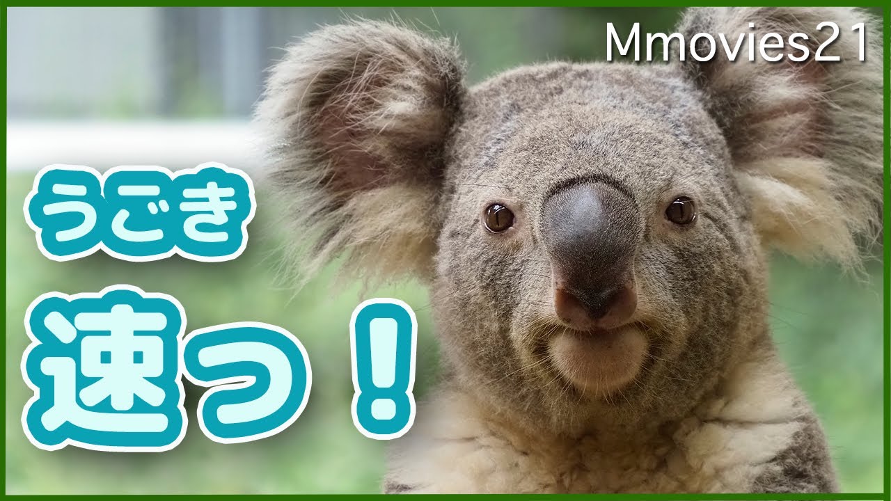Koala Peter jumps and walks around - YouTube
