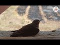 Black sparrow  cuckoo  gnankunj education